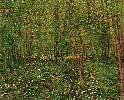 Vincent Van Gogh. Trees and Undergrowth.