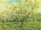 Vincent Van Gogh. The White Orchard.