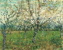 Vincent Van Gogh. Orchard with Blossoming Apricot Trees.
