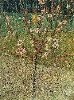 Vincent Van Gogh. Almond Tree in Blossom.